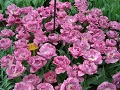 Keukenhof